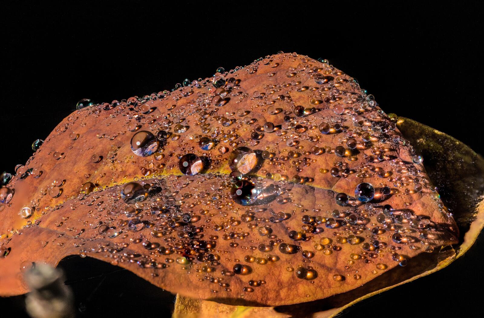 Wallpapers leaf autumn drops of water on the desktop