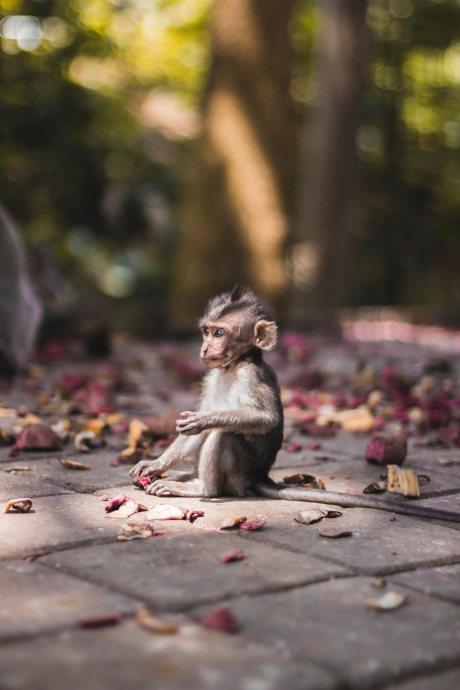 Обои обезьяна с обоями размытый фон опавшие листья на рабочий стол