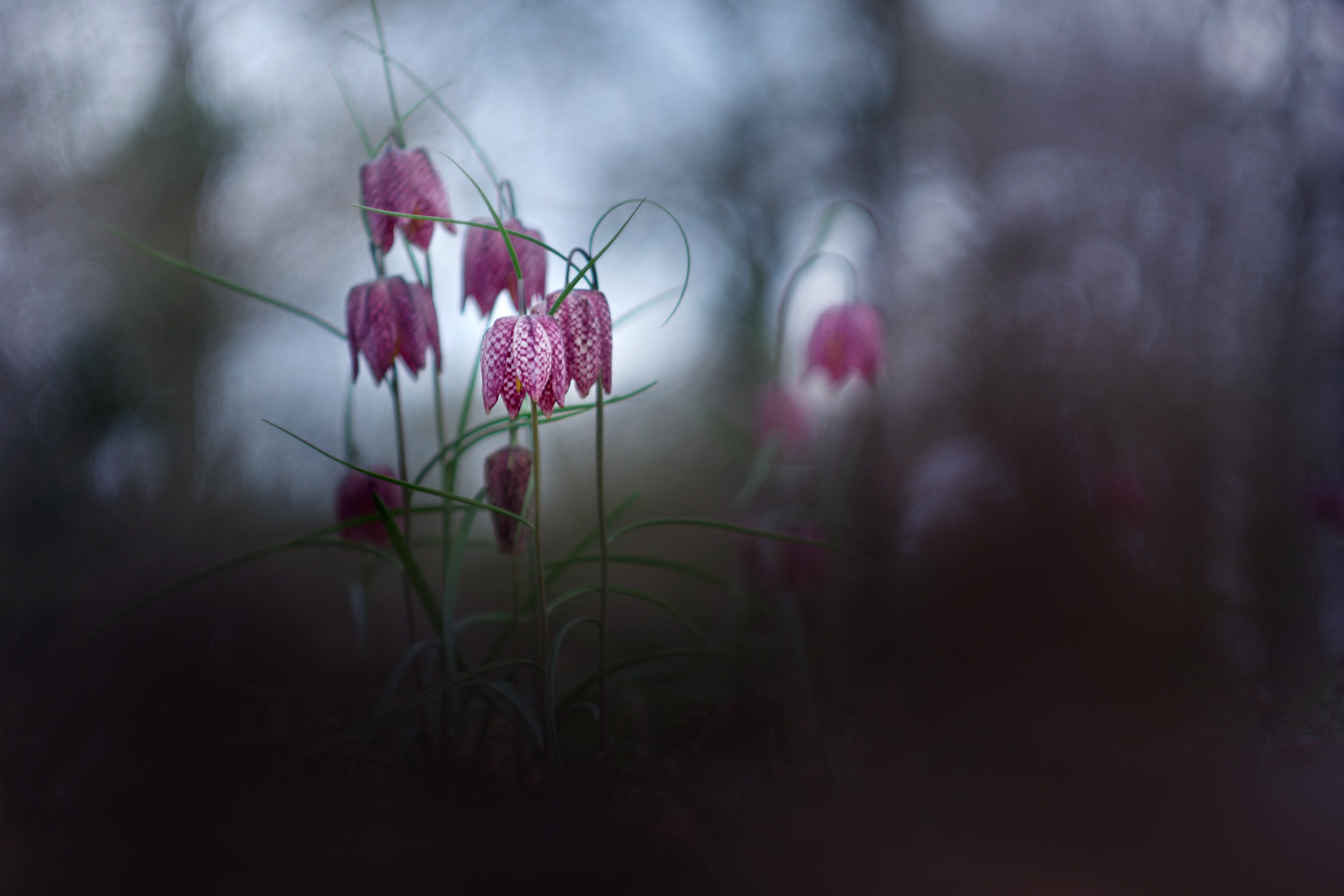 Бесплатное фото Фиолетовые лилии