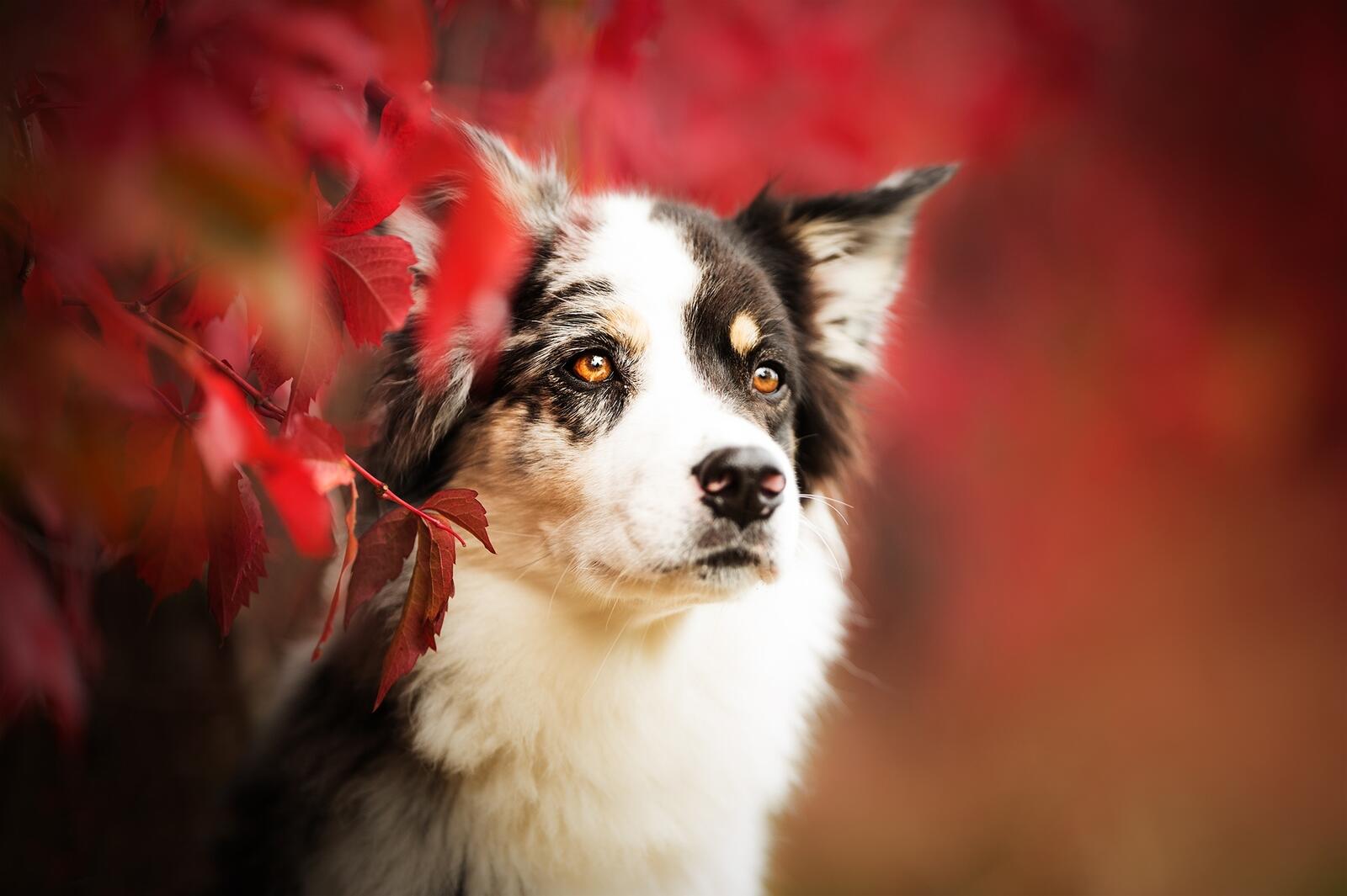 Wallpapers border collie looking away dogs on the desktop