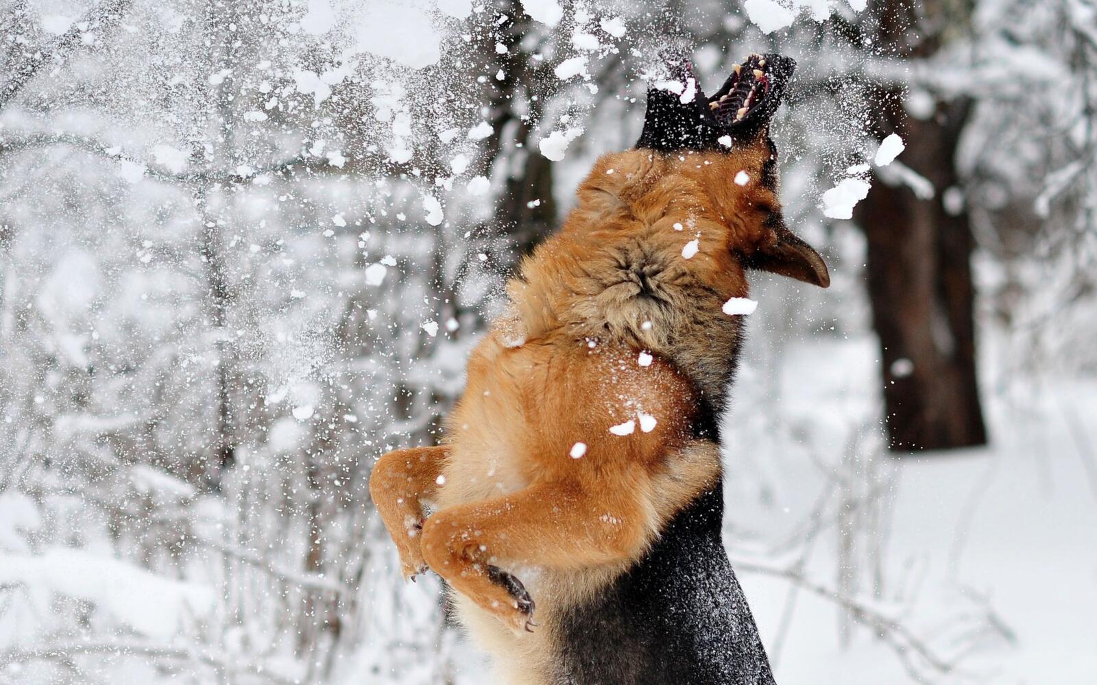 Free photo German Shepherd catches snowballs.