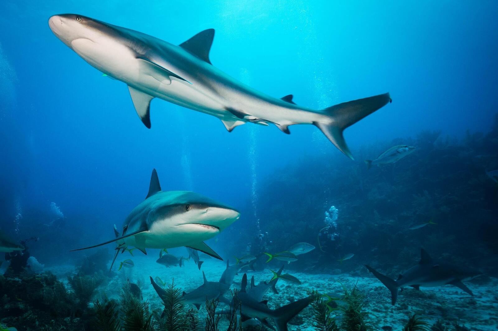 Обои подводный мир две акулы морские обитатели на рабочий стол