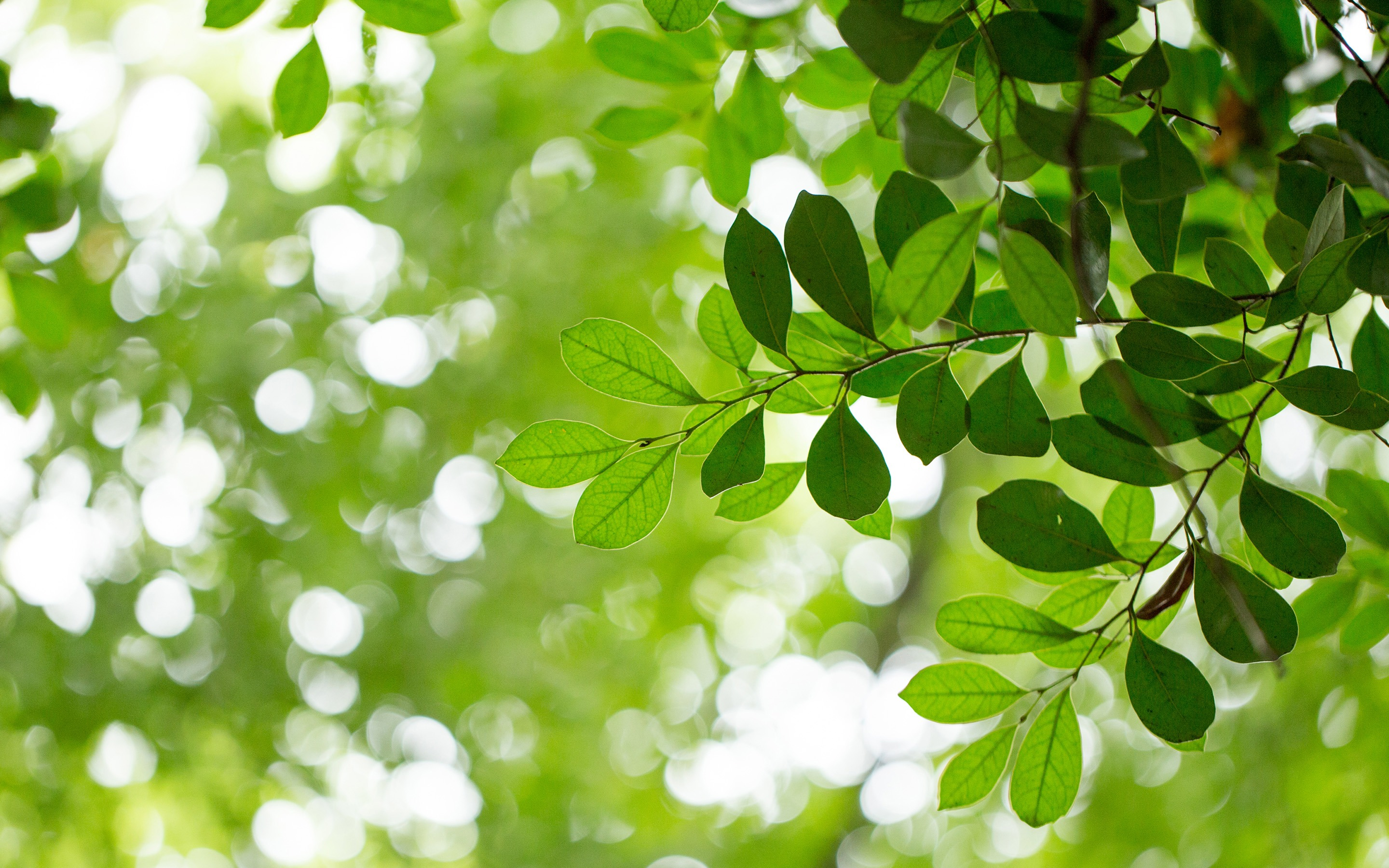 Photo free wallpaper green leaves, tree, boke