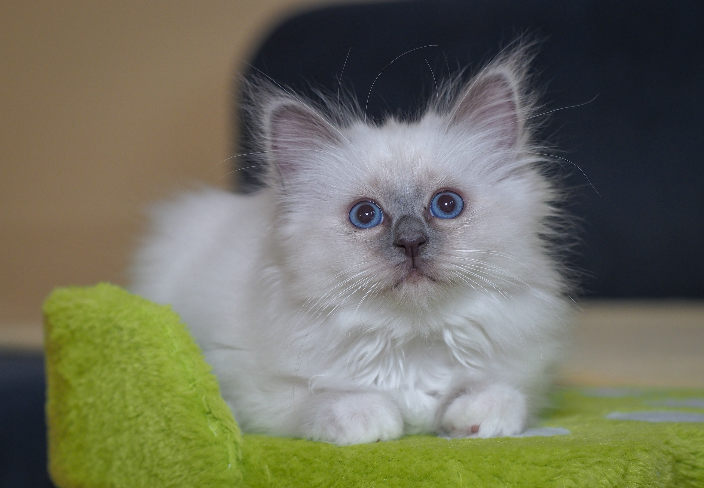 Wallpapers white cat blue eyes cute on the desktop