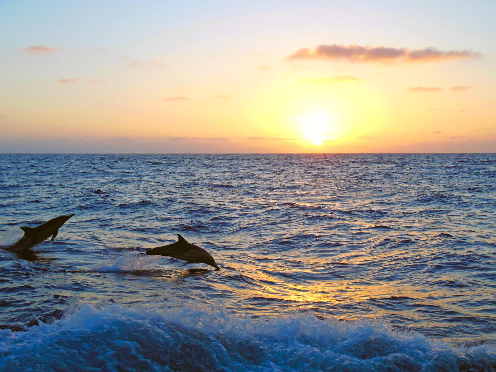 Wallpapers sea sunset dolphins on the desktop