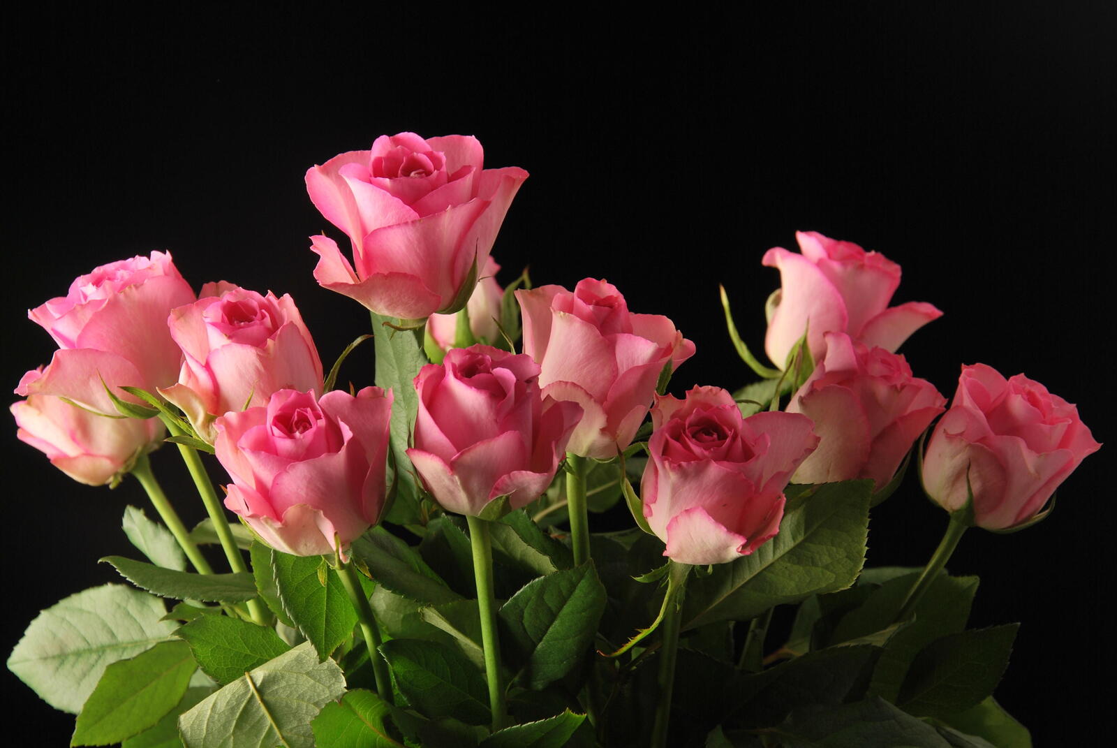 桌面上的壁纸玫瑰 粉红的花朵 花束