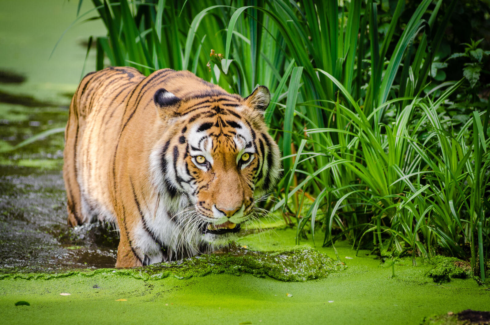 Free photo Wallpaper tiger, predator