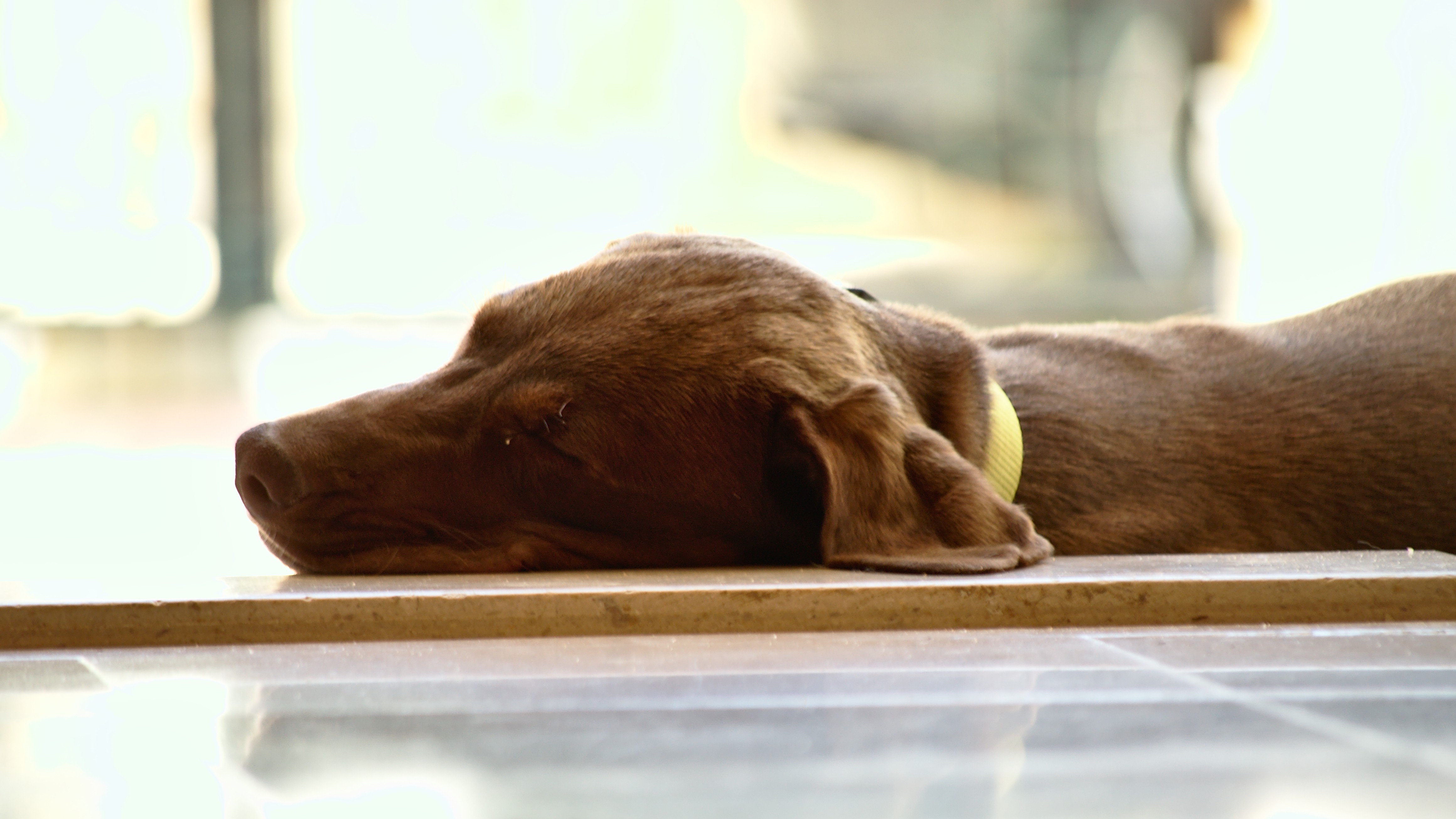 桌面上的壁纸动物 睡眠 狗