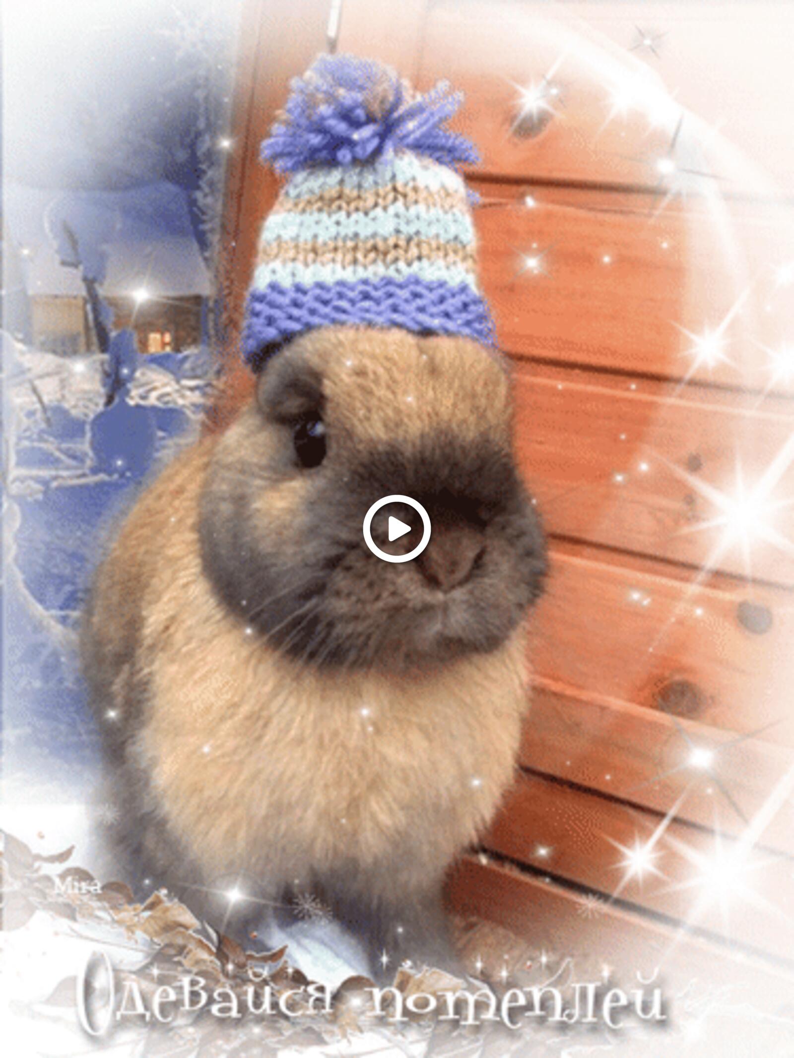 一张以动画 兔子 冬季为主题的明信片