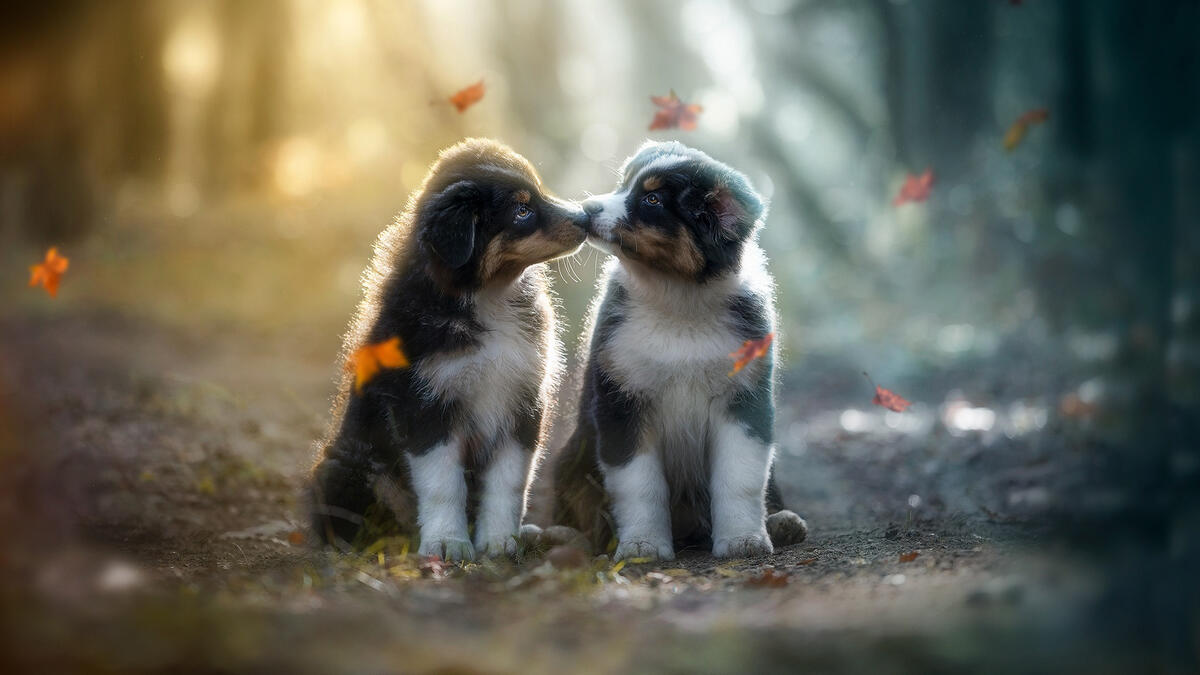 Two puppies in the fall woods