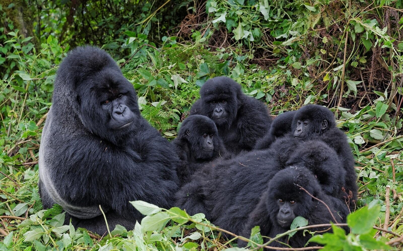 Обои черный обои гориллы семья на рабочий стол
