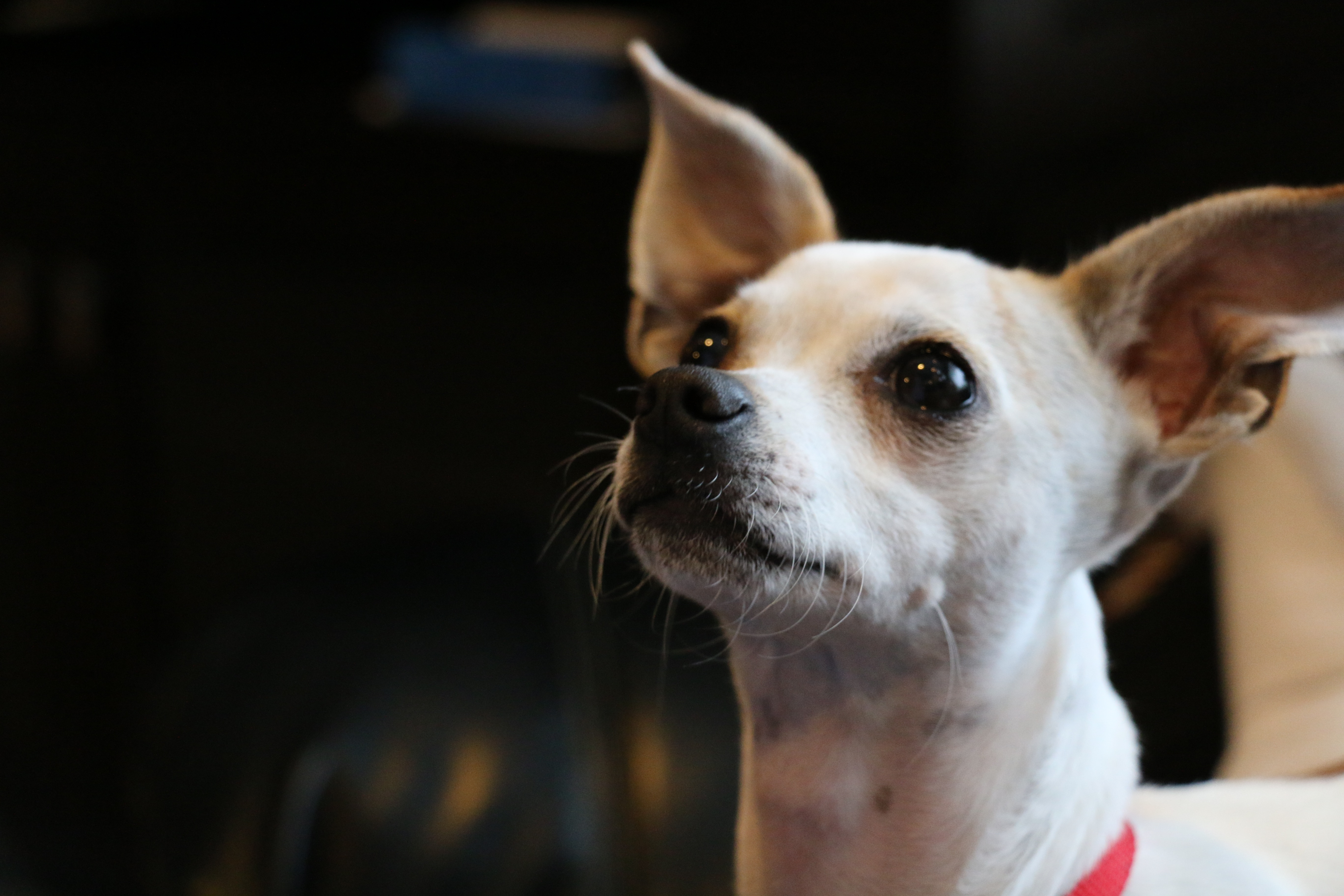 Wallpapers chihuahua muzzle looking away on the desktop