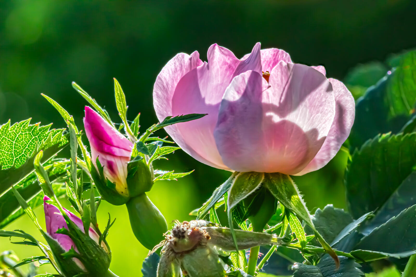 Бесплатное фото Цветок шиповника