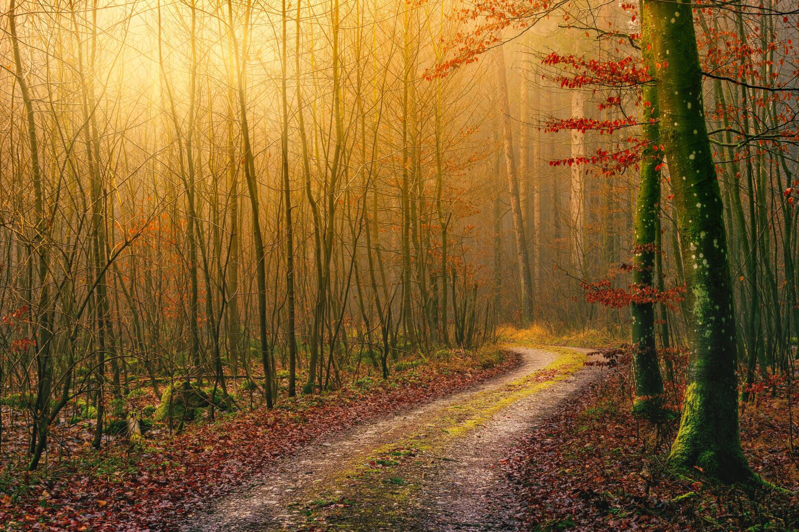 Бесплатное фото Заставка дорога, лес на андроид