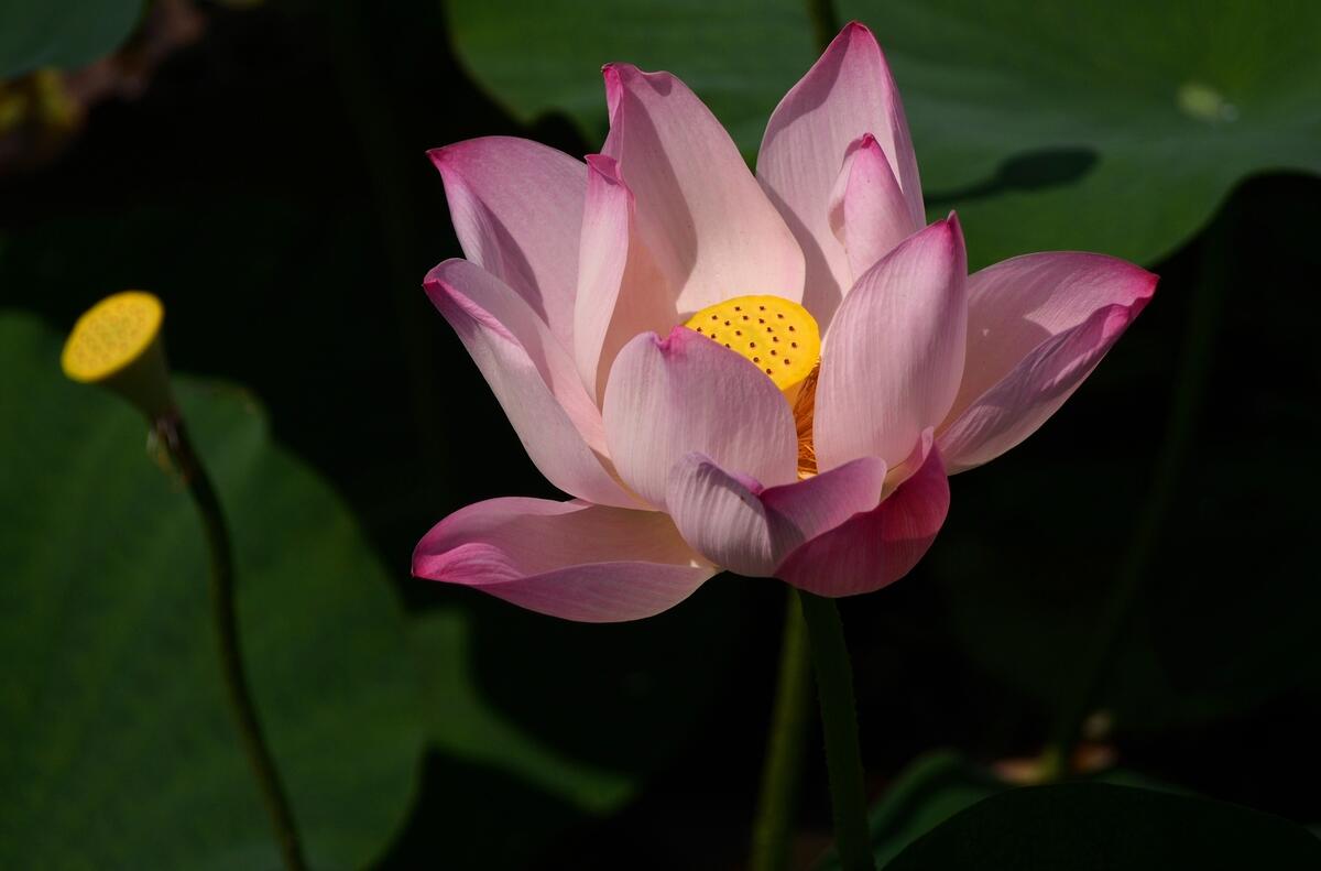 Lotus river flower
