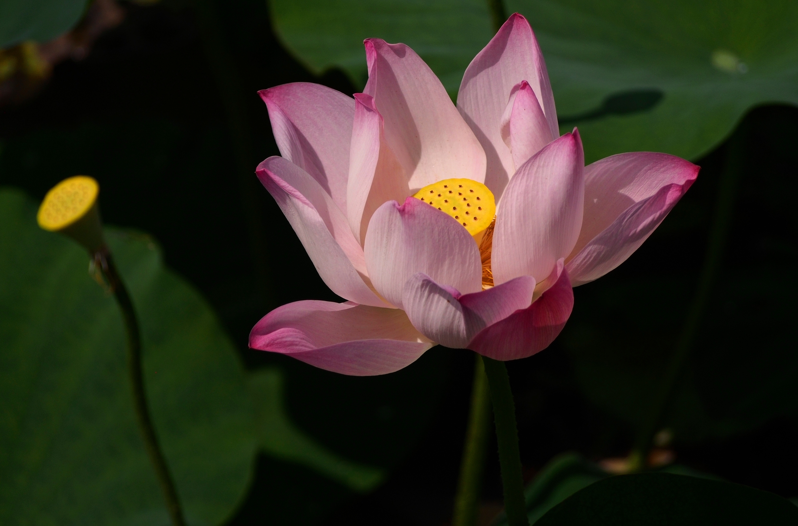 Лотос речной цветок · бесплатное фото