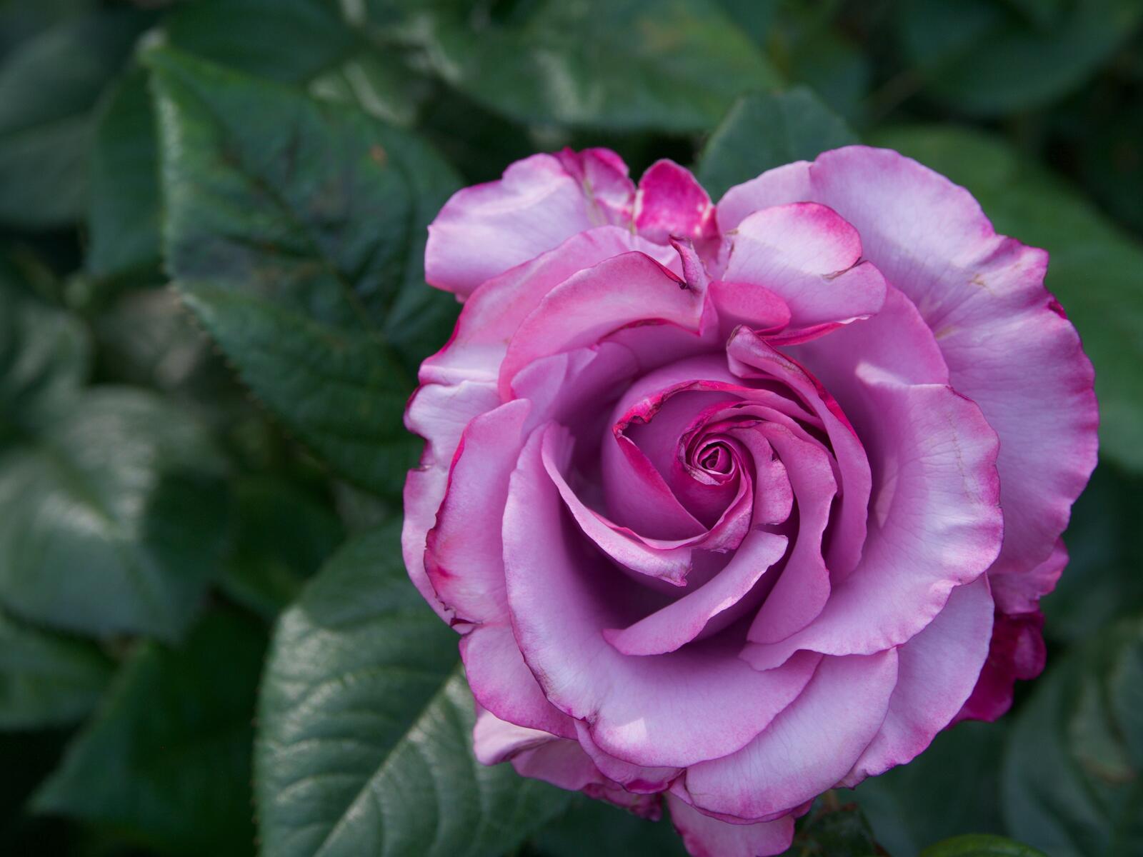 Обои роза цветок композиция красочный на рабочий стол