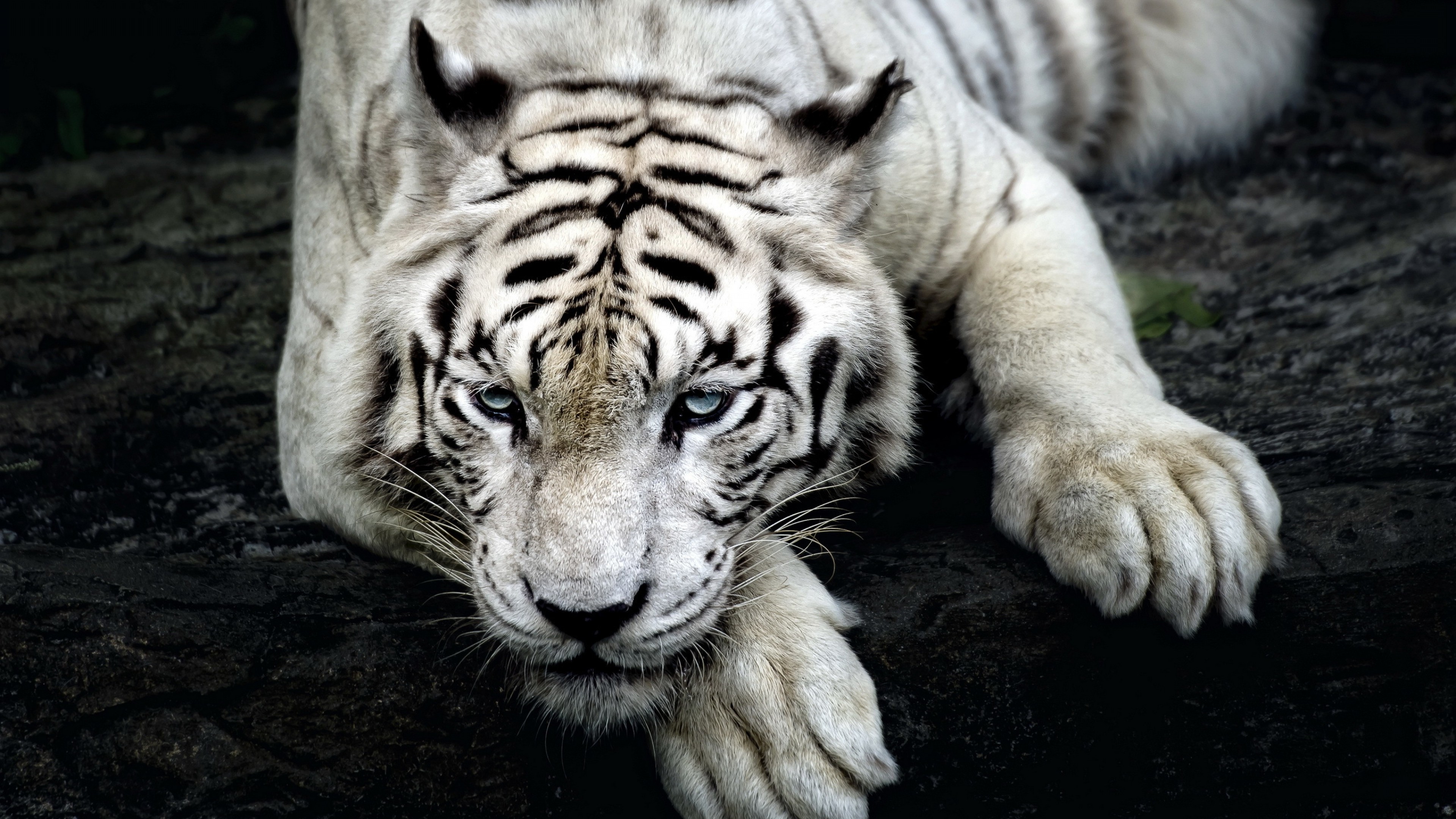 Wallpapers tiger animals predator on the desktop