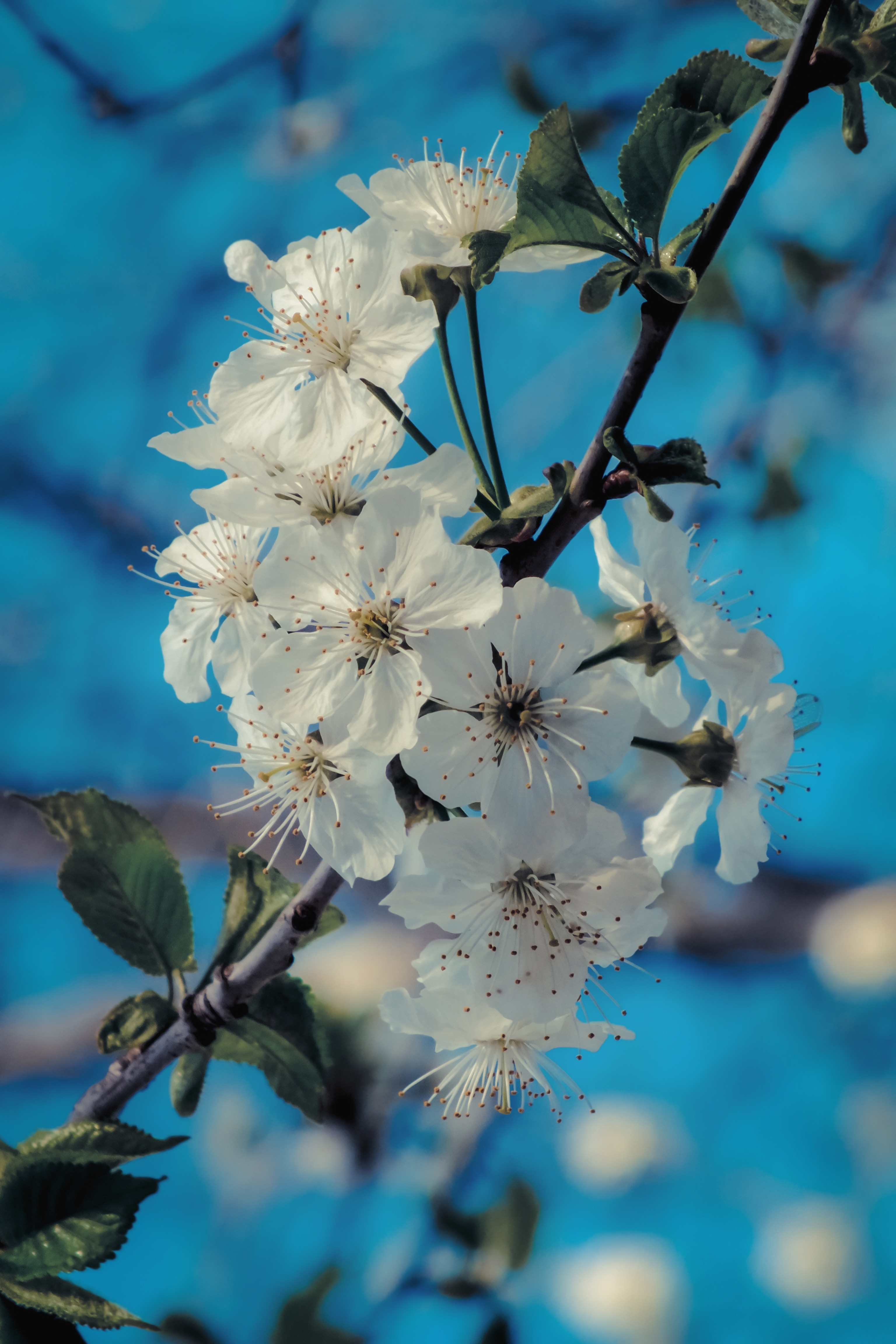 Photo free wallpaper cherry blossom, petals, branch