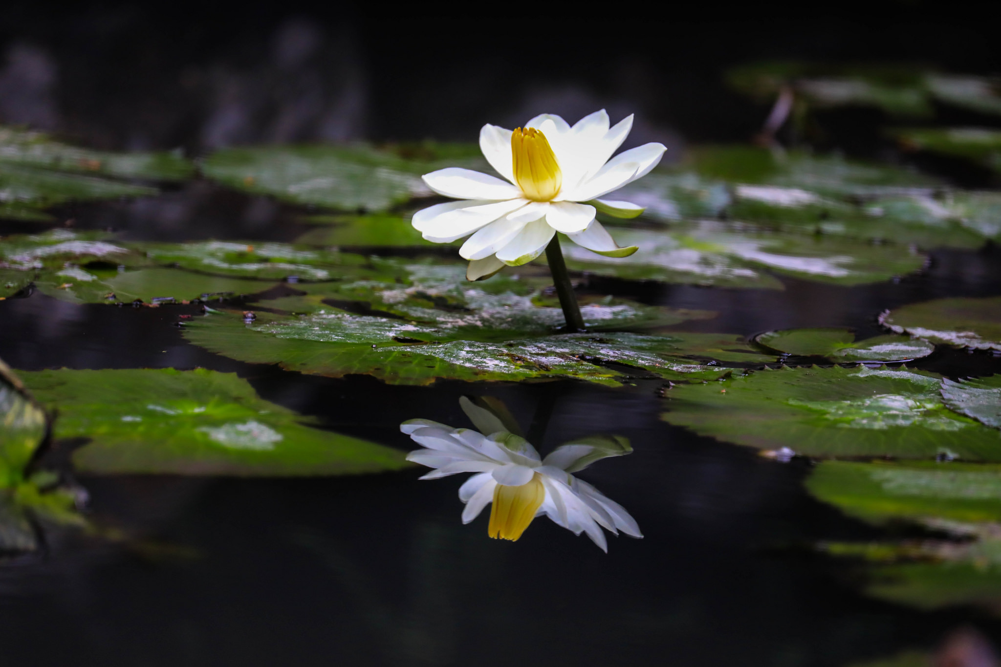Wallpapers water lilies reflection water lily on the desktop