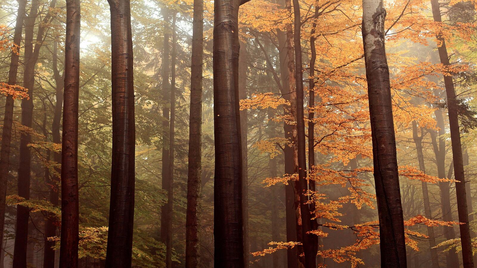 Free photo A forest with fall foliage