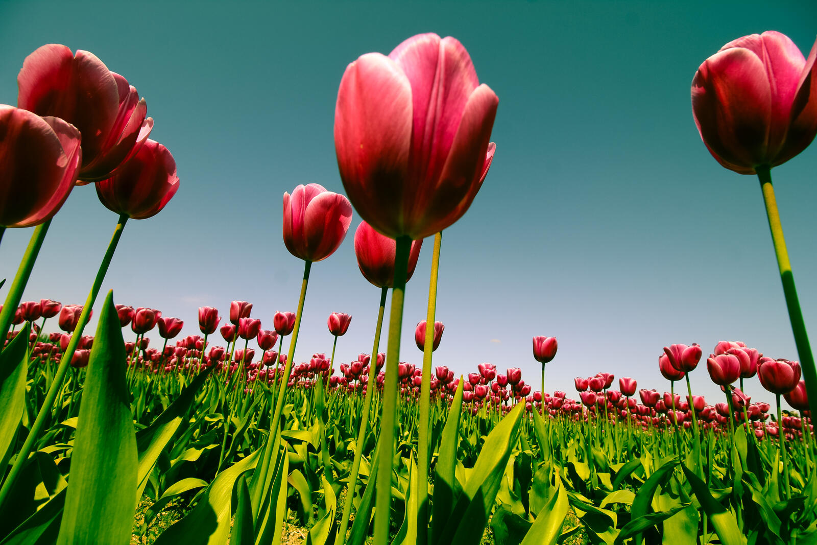 Wallpapers field of flower red flowers field of tulips on the desktop