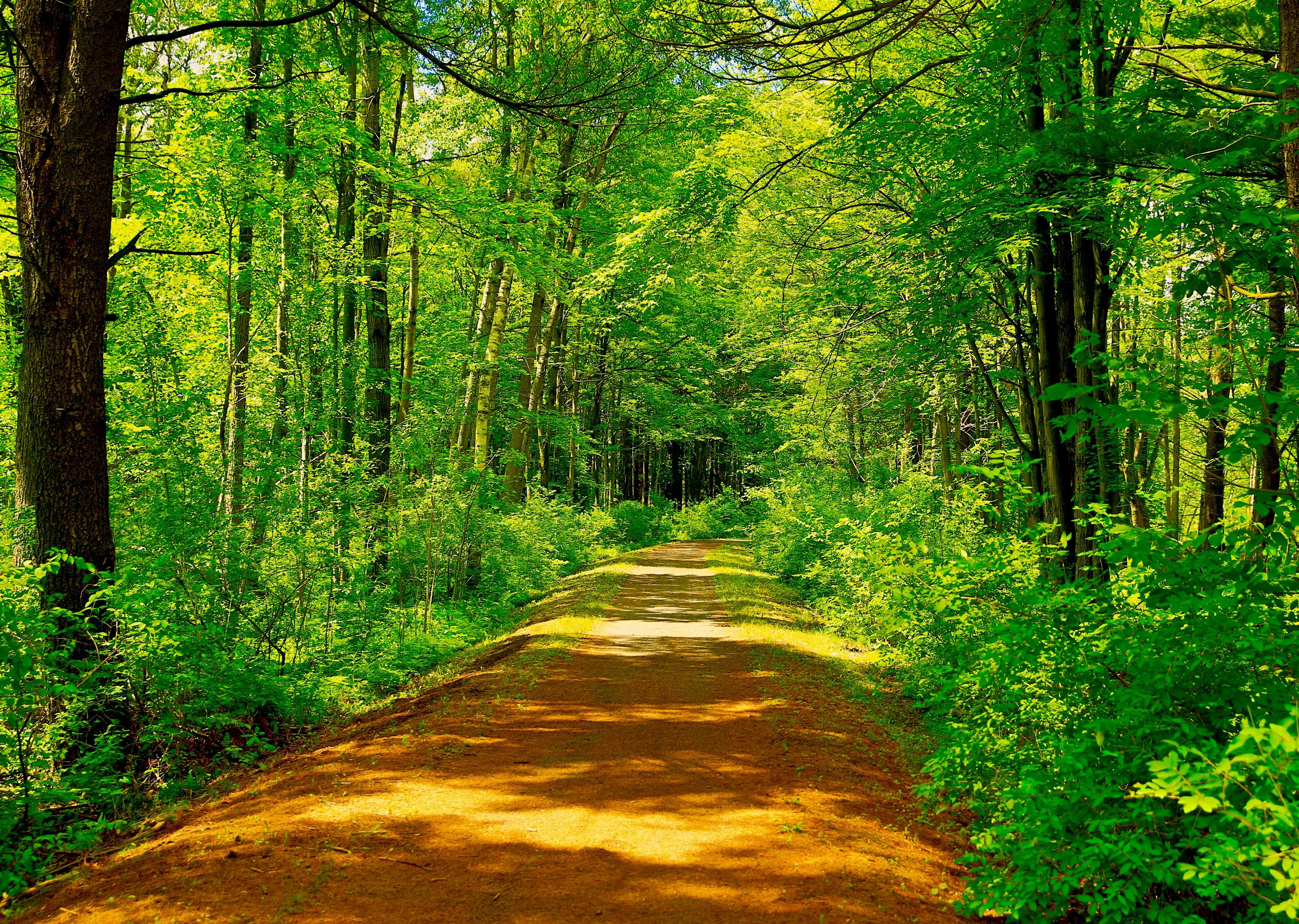 Wallpapers forest path summer trees on the desktop