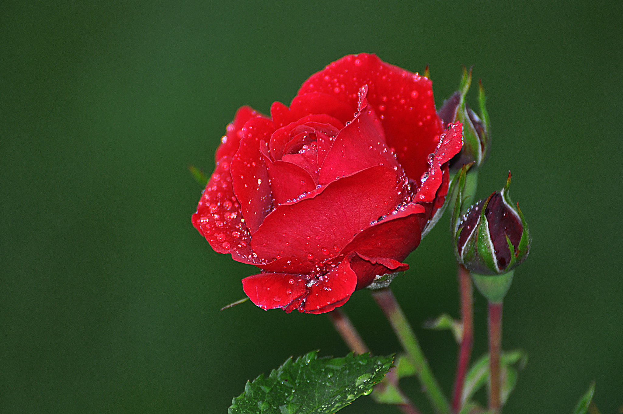 桌面上的壁纸玫瑰 红 花蕾