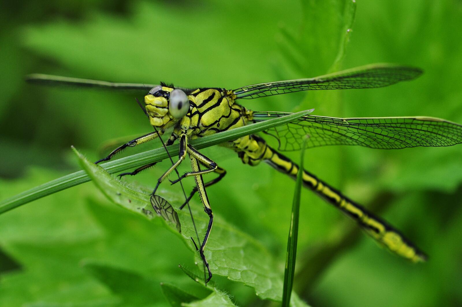 Free photo Green dragonfly close-up