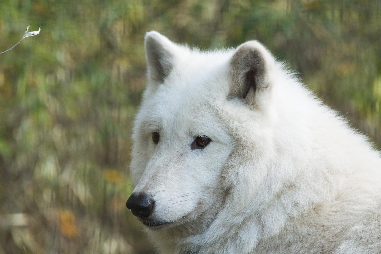 Wallpapers white wolf majestic close on the desktop