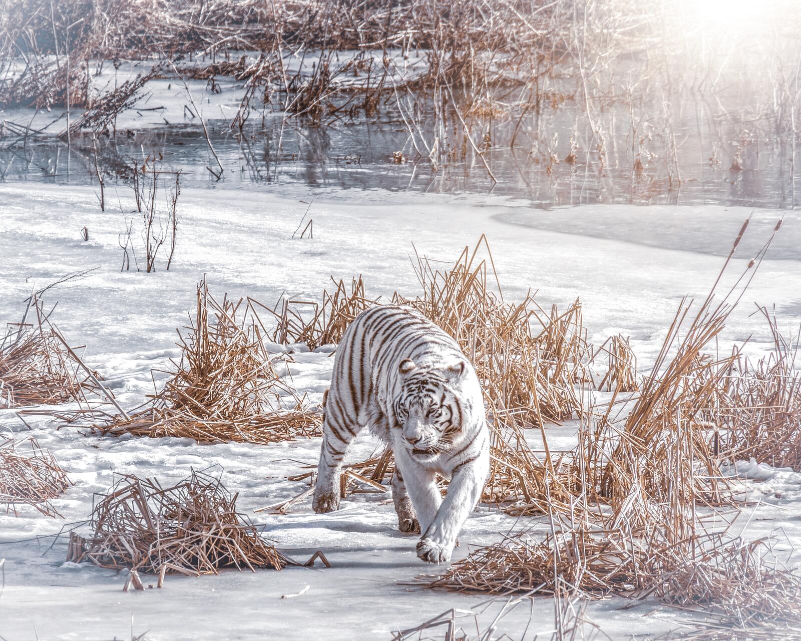 Обои белый тигр зима хищник на рабочий стол