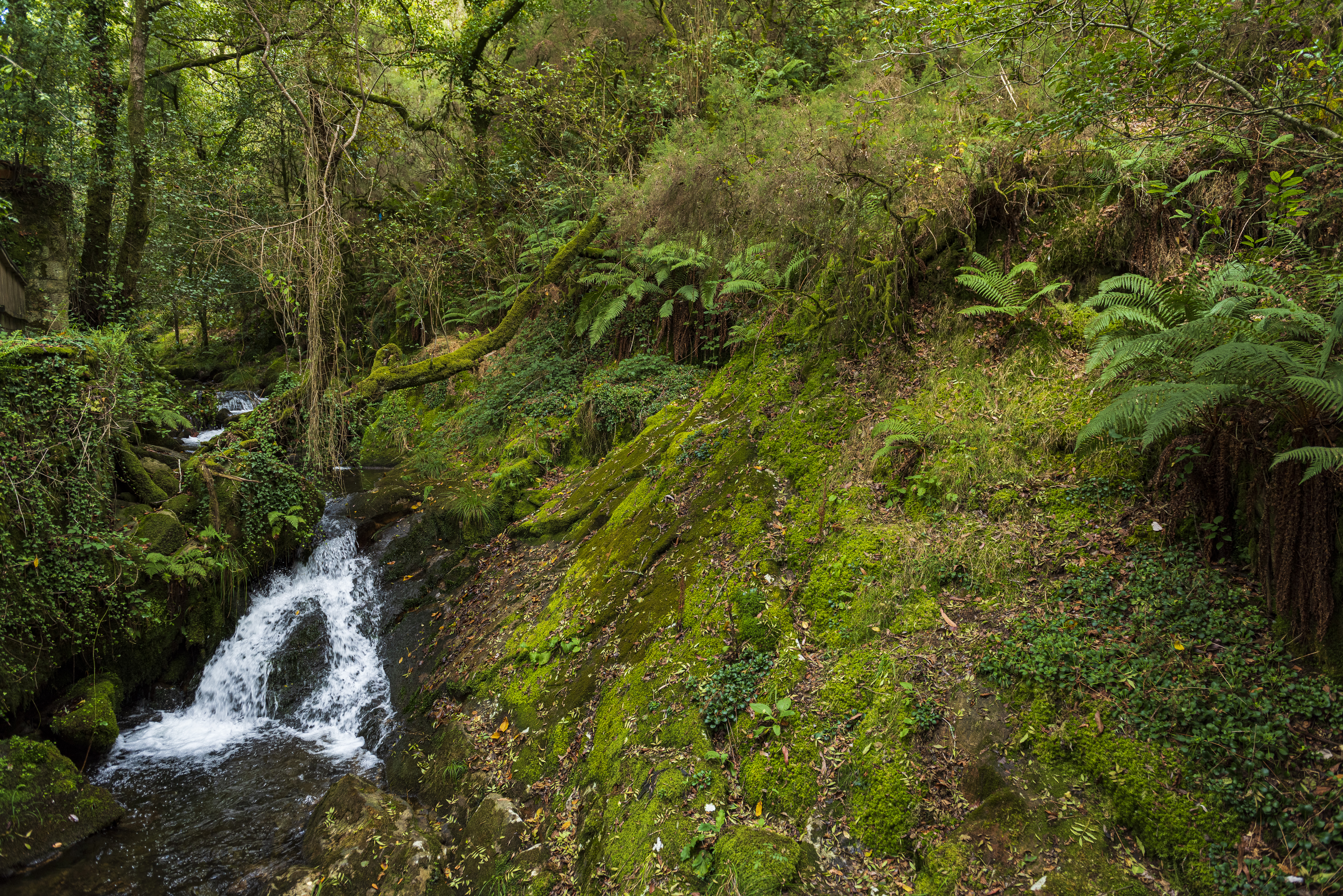 Photo free R o San Xiusto, Galicia, forest
