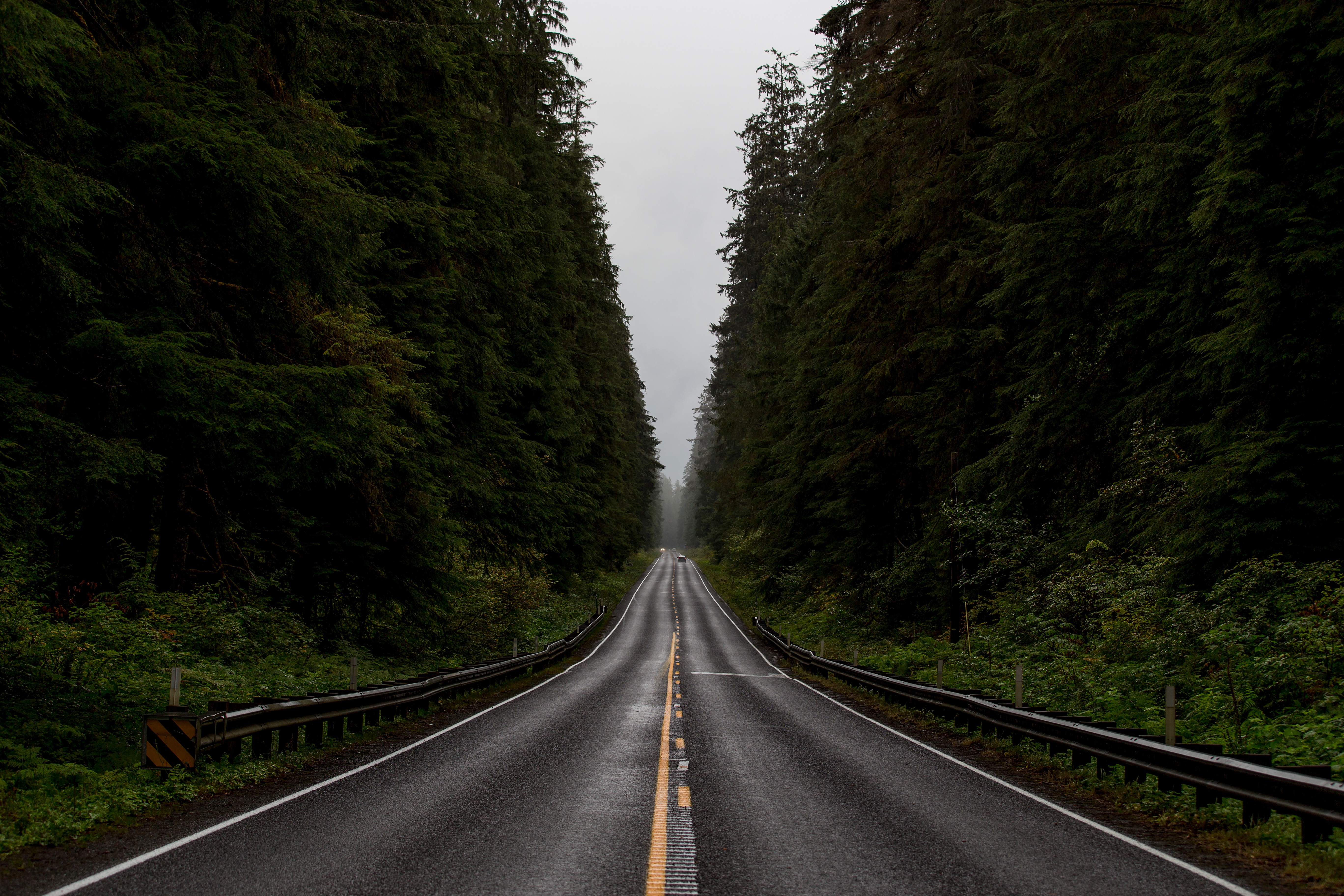 免费照片潮湿天气中的森林道路