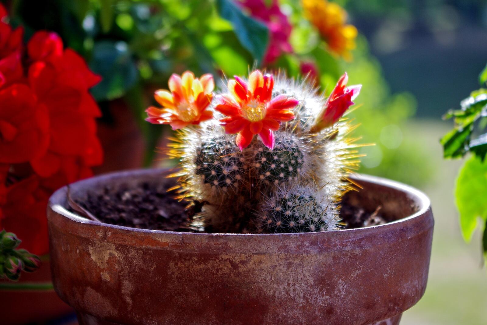 Free photo Flowering cactus