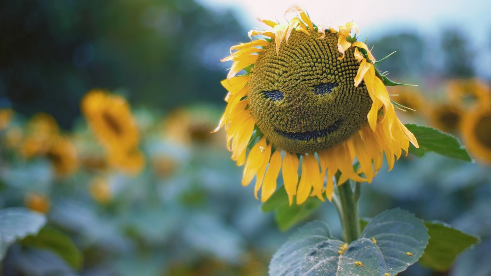 桌面上的壁纸向日葵 微笑 鲜花