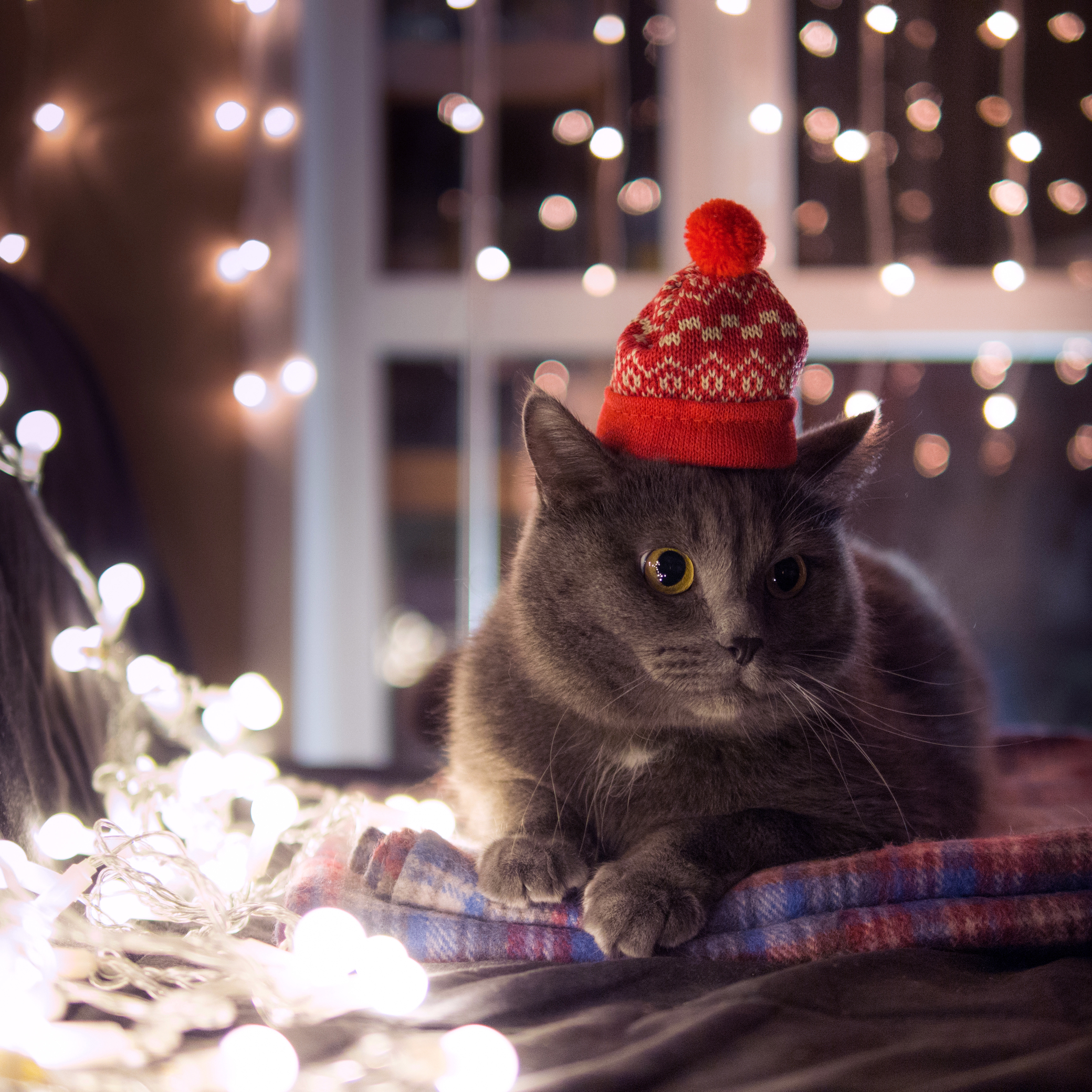 Обои новогодняя шапка домашняя кошка новый год 2022 на рабочий стол