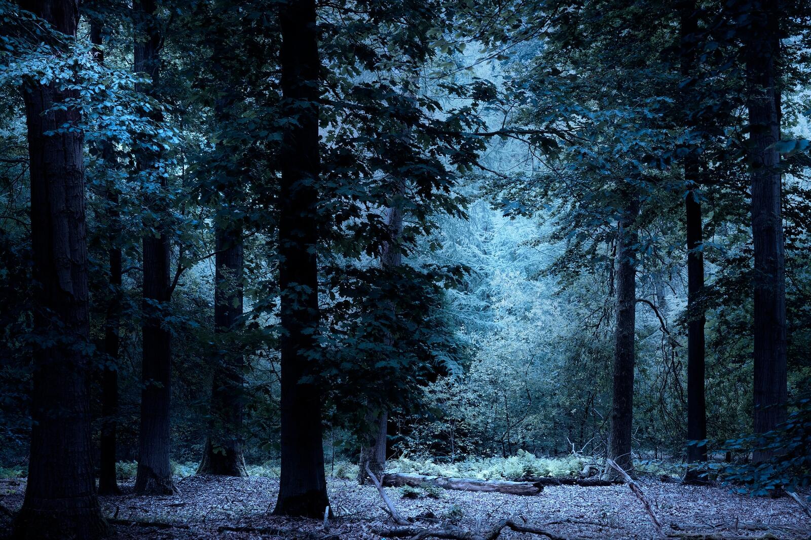 Бесплатное фото Обои на телефон лес, деревья