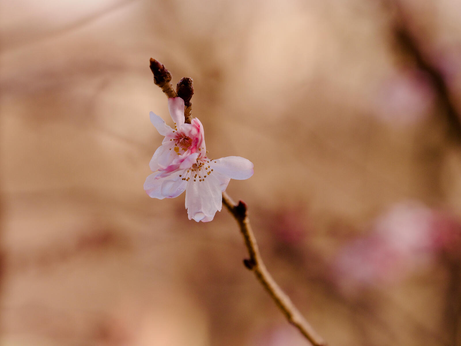 免费照片只是一朵盛开的粉色花朵