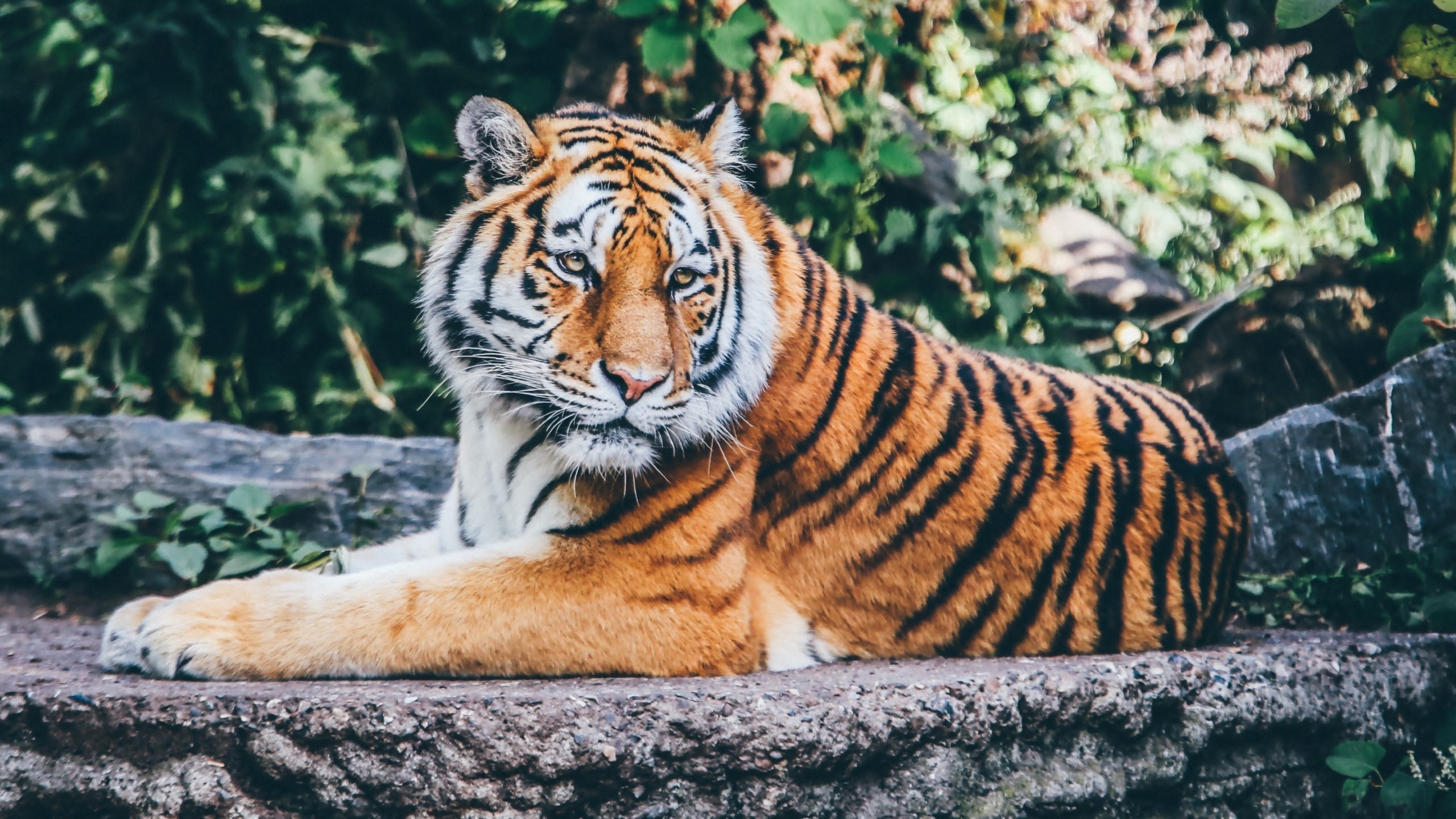 Фото бесплатно обои тигр, лежа, дикая кошка