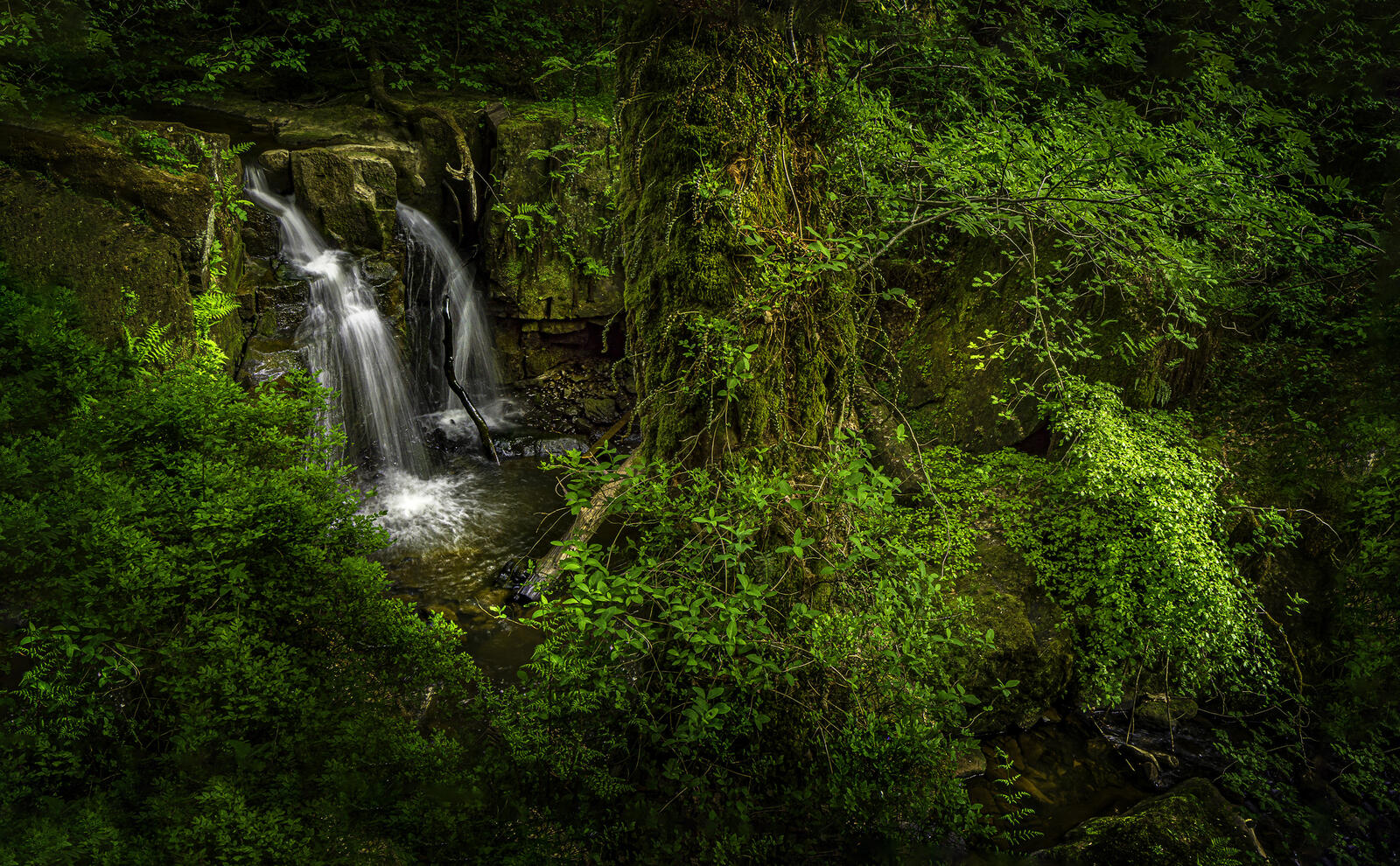 Wallpapers forest waterfall plants on the desktop