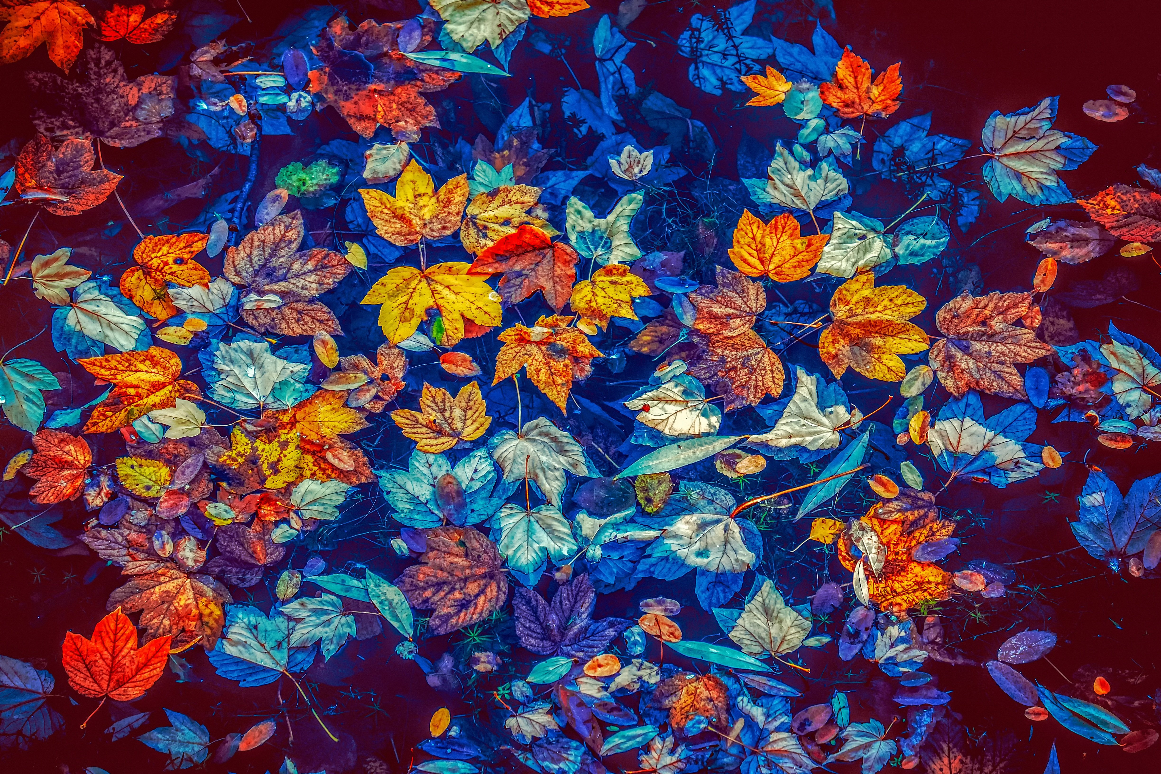 Осенние разноцветные листья на воде