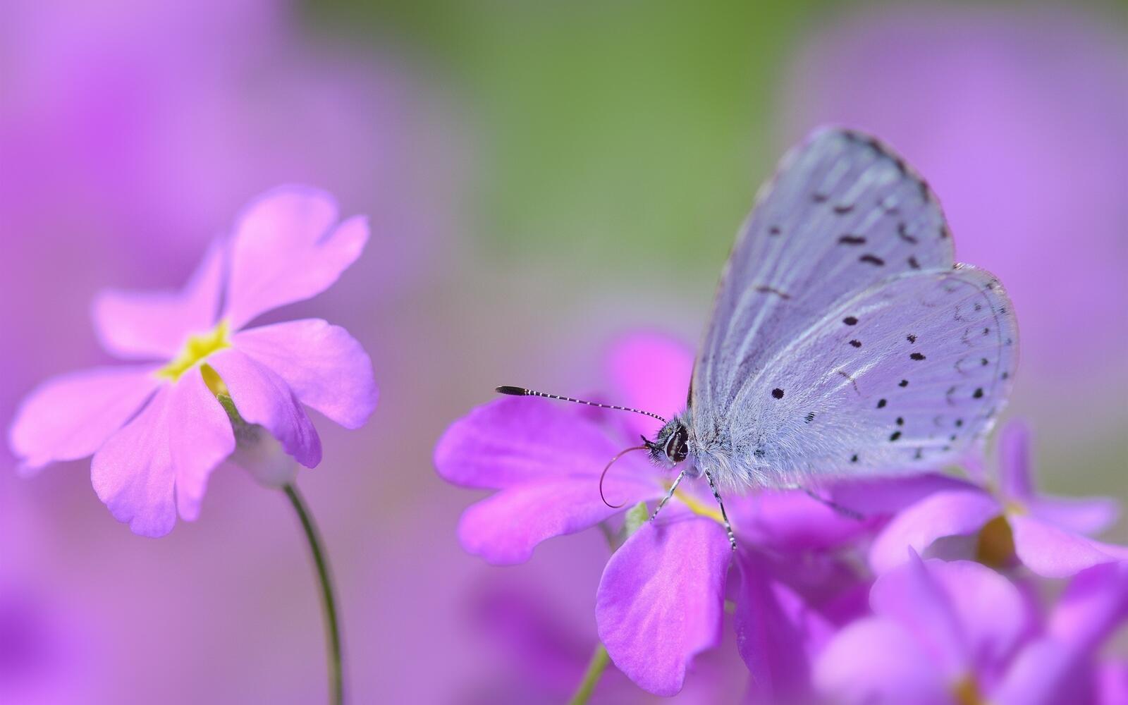 Обои пурпурные цветы бабочки размытый фон на рабочий стол