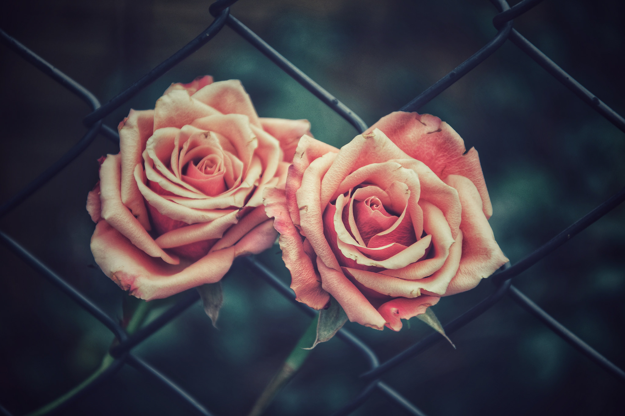 玫瑰花和围栏