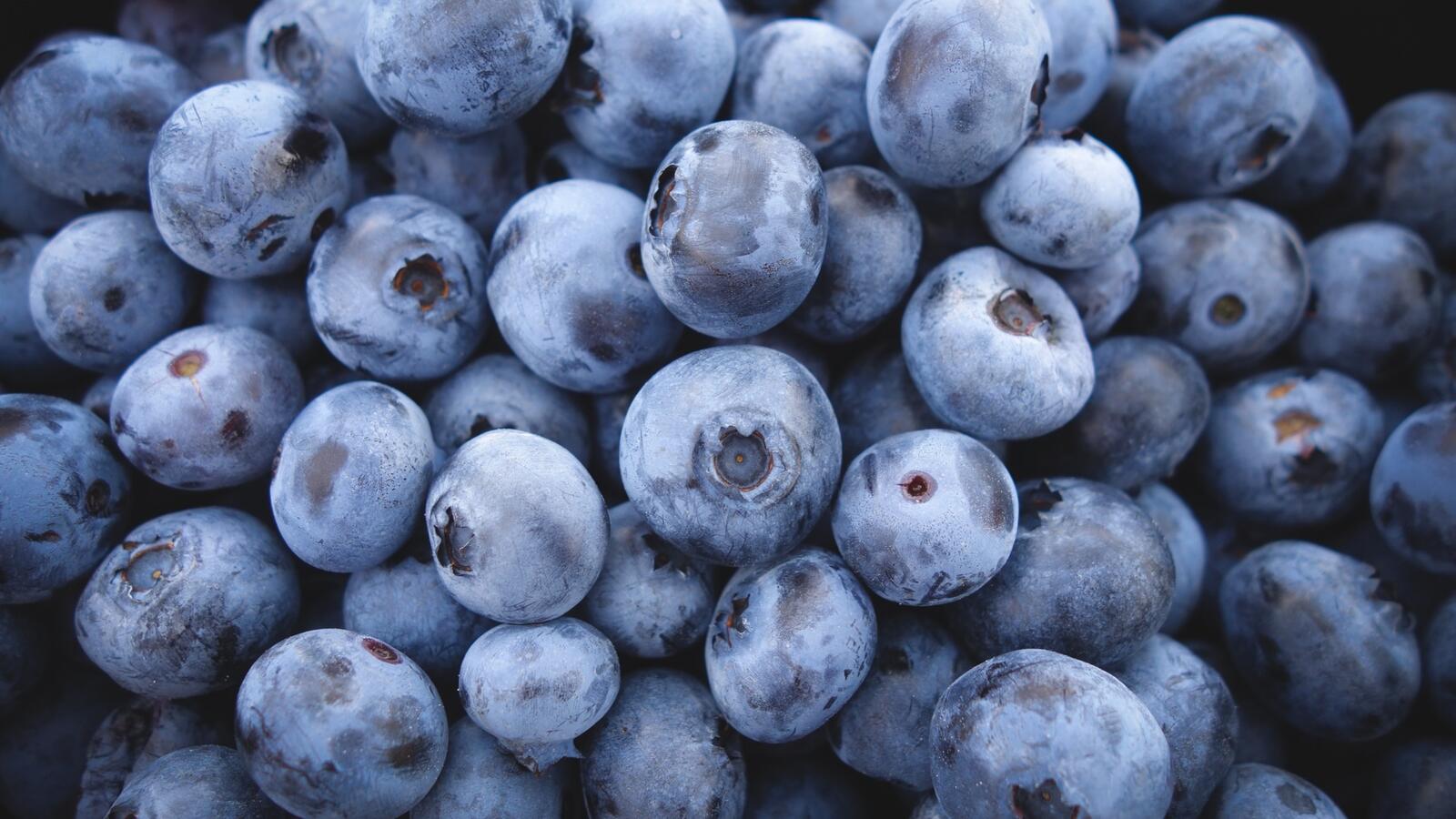 桌面上的壁纸蓝莓 浆果 特写