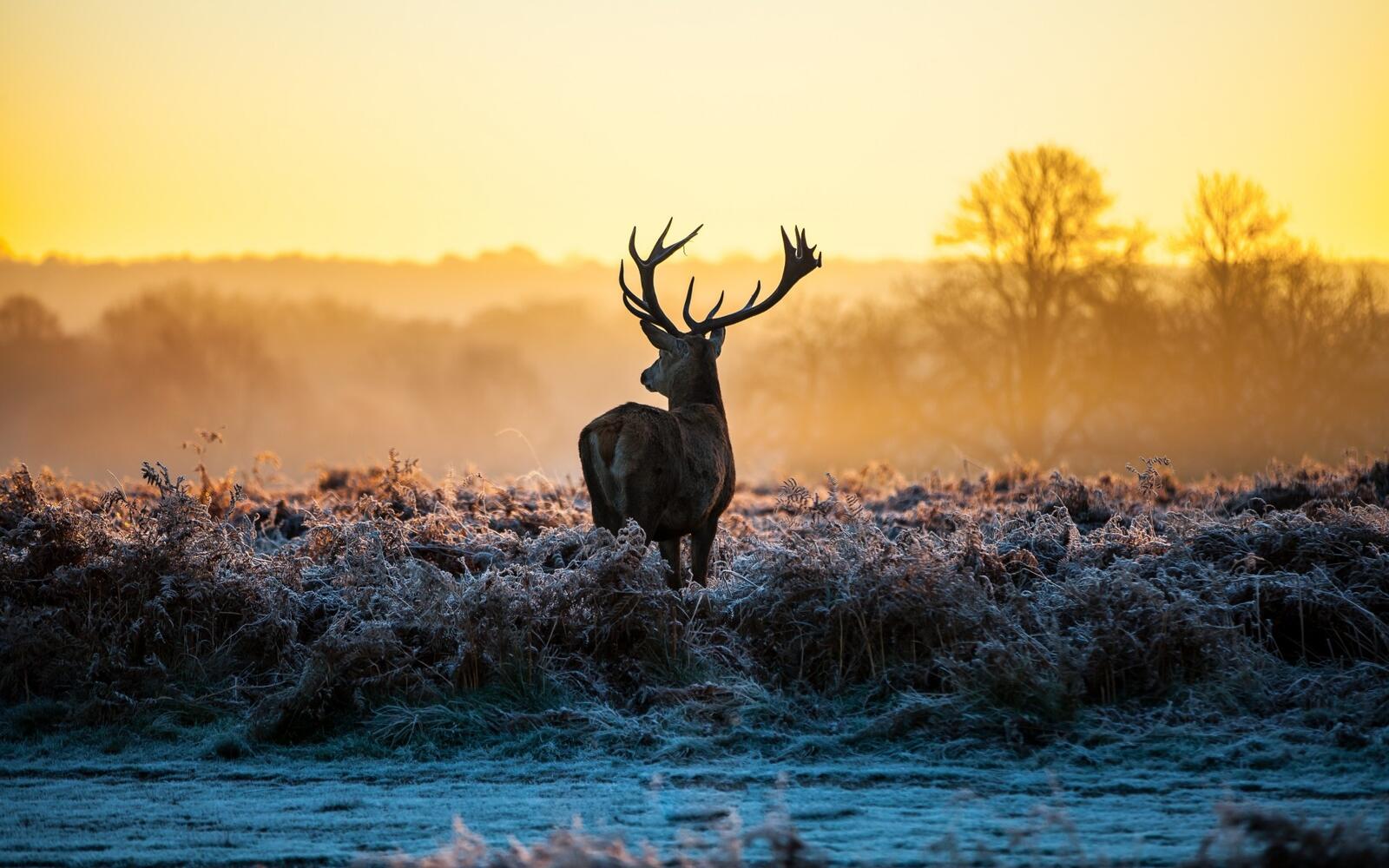 Free photo deer on a frosty morning