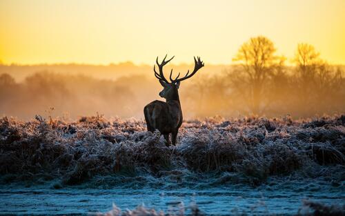 deer on a frosty morning