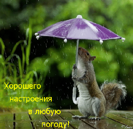 Postcard free good spirits in all weathers, good morning in any weather, rain wish