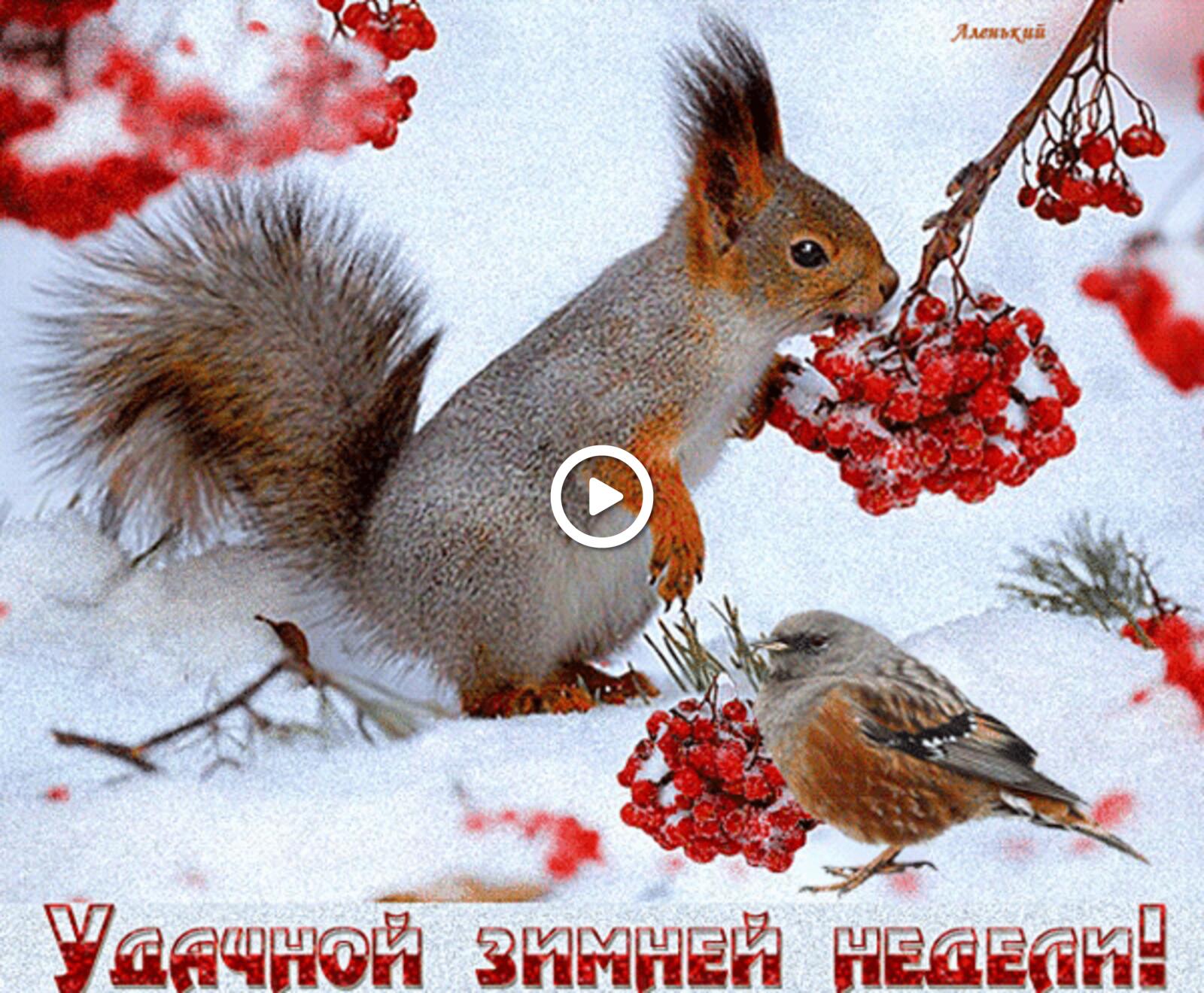 squirrel animals winter