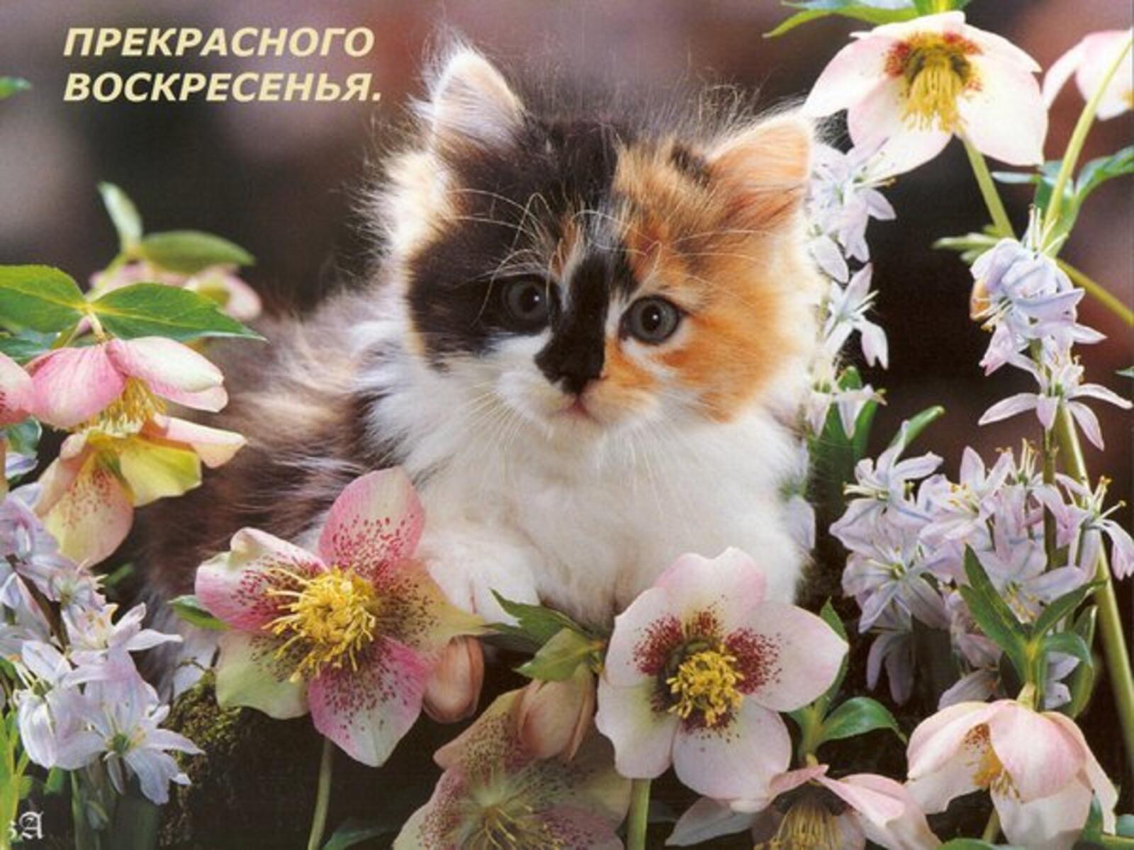 一张以星期日 美好的春日 鲜花为主题的明信片