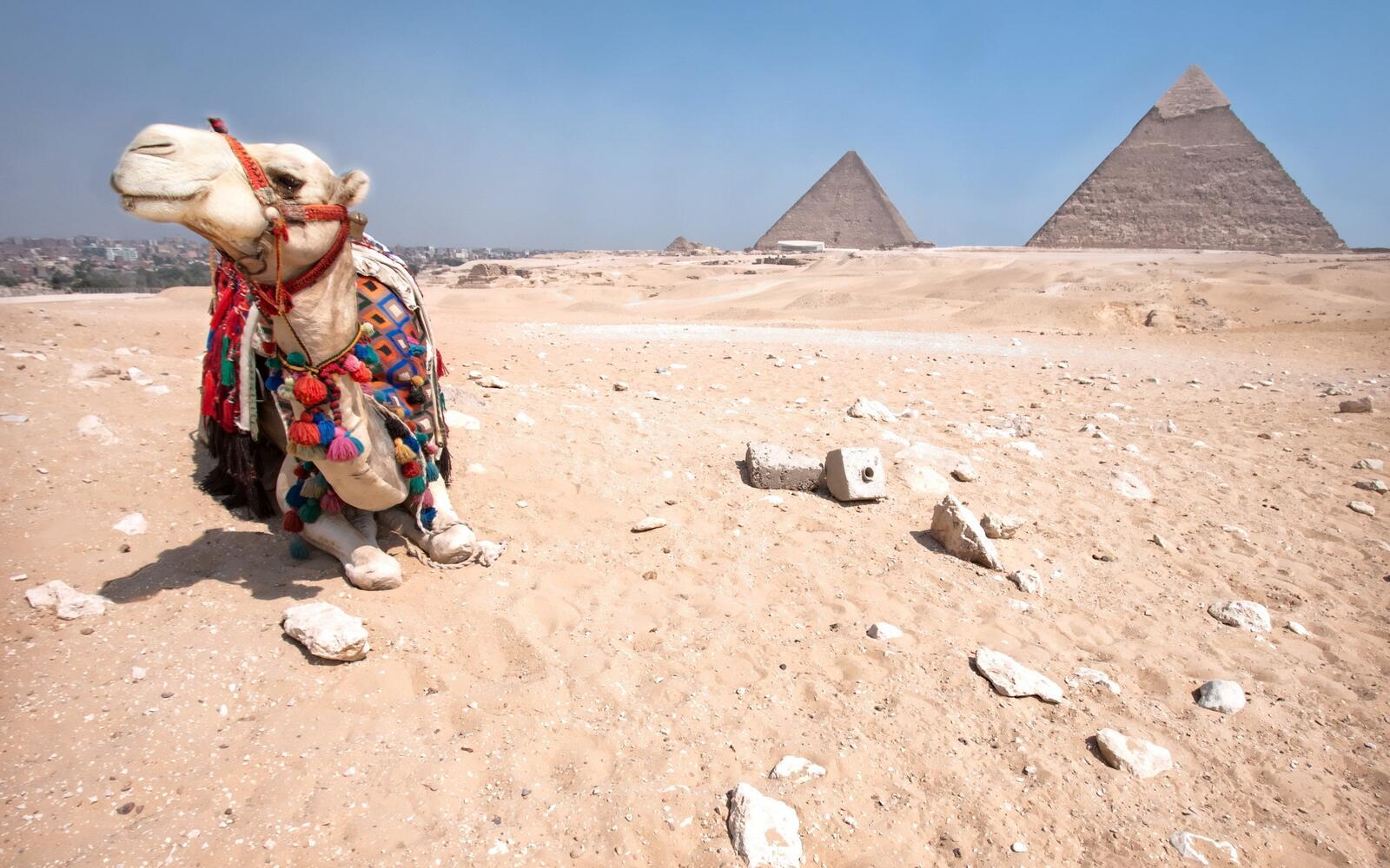 桌面上的壁纸动物 骆驼 金字塔